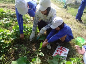 Ａ小　いもほり①